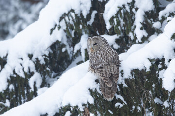 A bird of prey, Ural owl perched on a snowy branch on a winter day in Estonia, Northern Europe	