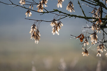Ash Branches With Seeds Sway Gently In Soft Morning Breeze