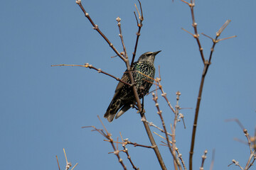 Bird Starling On Tree Sings Beautifully