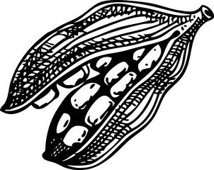 Cardamom sketch. Kitchen spice icon. Indian herbs and spices hand-drawn vector illustration. NOT AI generated