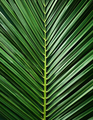 Palm Leaf, Creative background design, focus on the pile of fresh Palm Leaf