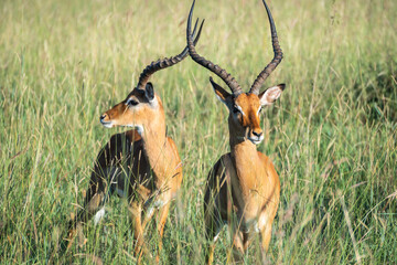 A herd of antelope standing in a lush grassy field, Nairobi National Park, Kenya