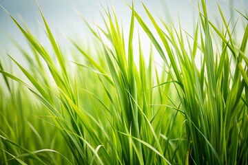 Fototapeta premium Tall Grass Macro Photography on White Background - Nature, Organic, Greenery, Botanical, 