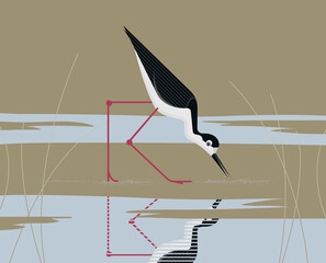 Black-nacked stilt