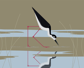 Black-nacked stilt