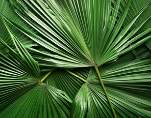 Palm Leaf, Creative background design, focus on the pile of fresh Palm Leaf