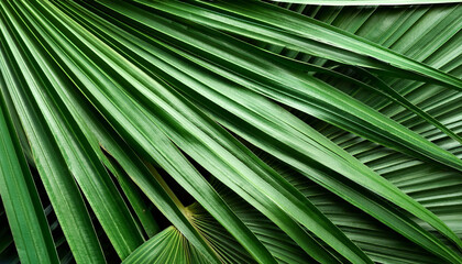 Palm Leaf, Creative background design, focus on the pile of fresh Palm Leaf