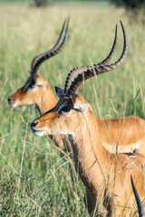Naklejka premium A herd of antelope standing in a lush grassy field, Nairobi National Park, Kenya