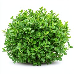 Obraz premium Lush Green Bush Isolated on White Background - Natural Texture and Vibrant Foliage