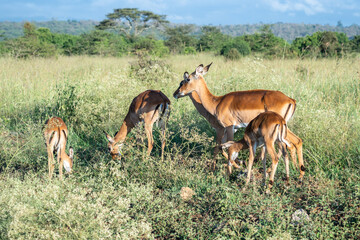 A herd of antelope standing in a lush grassy field, Nairobi National Park, Kenya