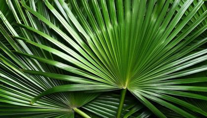 Palm Leaf, Creative background design, focus on the pile of fresh Palm Leaf