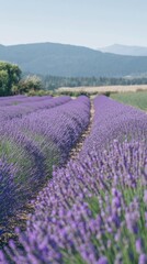 Fototapeta premium A vibrant lavender field in full bloom under the clear blue sky during the summer season near picturesque mountains