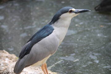 Black Crowned Night Heron Full Body