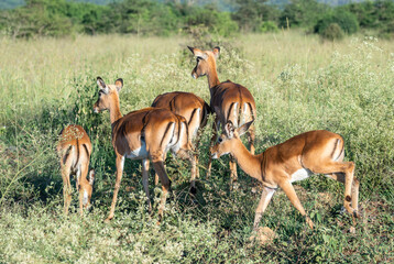 Naklejka premium A herd of antelope standing in a lush grassy field, Nairobi National Park, Kenya