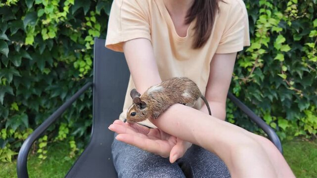 Degu squirrel with an owner playing
