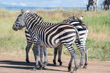 Zebras can be seen standing an in a field, Nairobi Park, Kenya