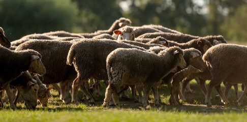 Flock Of Sheep At Sunset Paints Serene Picture