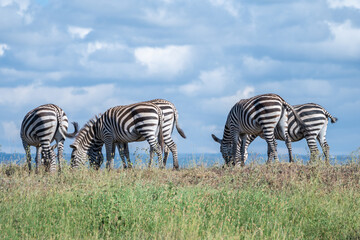Zebras can be seen standing an in a field, Nairobi Park, Kenya