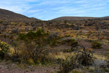 Salt River Recreation Area Arizona