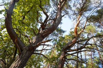 Natural Parc in Poland