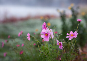 Jesienny, mglisty poranek w parku, różowe kwiaty , przymrozek. © mycatherina