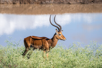 Thomson's gazelle, tommy antelope, Eudorcas thomsonii,Nairobi Park, Kenya