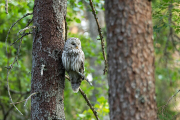 A predatory bird Ural owl perched and looking to the right in a summery old-growth boreal forest in Estonia, Northern Europe	