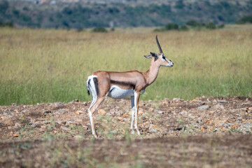 Thomson's gazelle, tommy antelope, Eudorcas thomsonii,Nairobi Park, Kenya