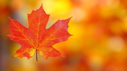 Vibrant Red Maple Leaf Closeup Against Autumn Colors