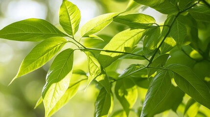 Lush Green Foliage in Sunlight   Nature Texture Background