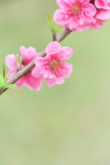 緑色背景のたくさんの桃の花（ハナモモ）の枝アップ