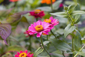 Obraz premium ピンクのヒャクニチソウ