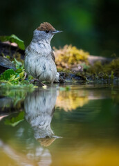 bird