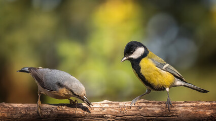 bird