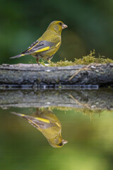 bird