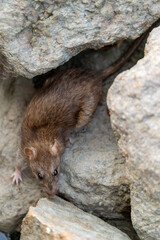 A mouse hiding among the rocks on the beach.