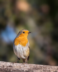 bird