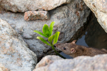 A rat chews a mangrove leaf on a rock at the beach.