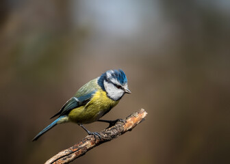 Obraz premium bird