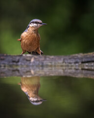 bird