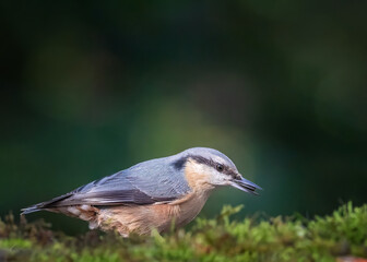 bird