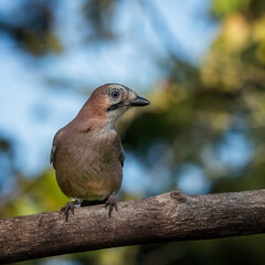bird