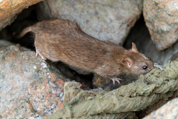 A mouse on a rock on the beach chews on a rope.