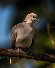 bird