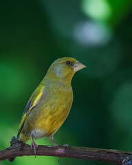 Fototapeta premium bird