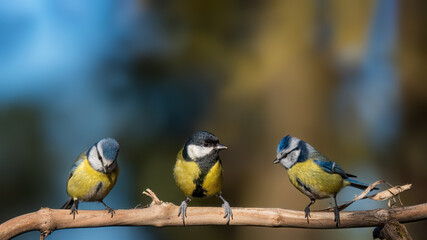 bird on a branch