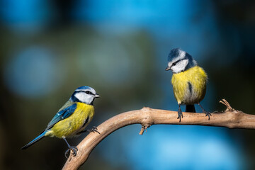 bird
