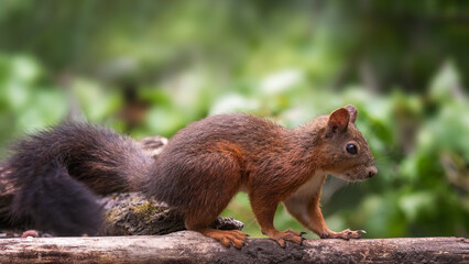 squirrel on a tree