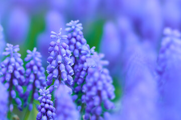 一面に群生するムスカリの花のクローズアップ