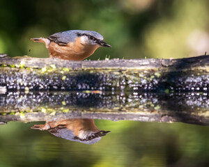 bird on a branch